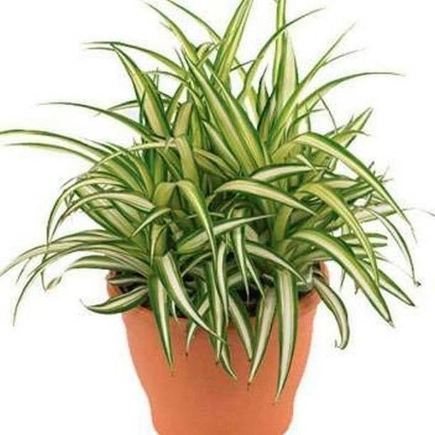 Barnaby Spider Plant