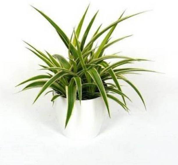 chiku Spider Plant