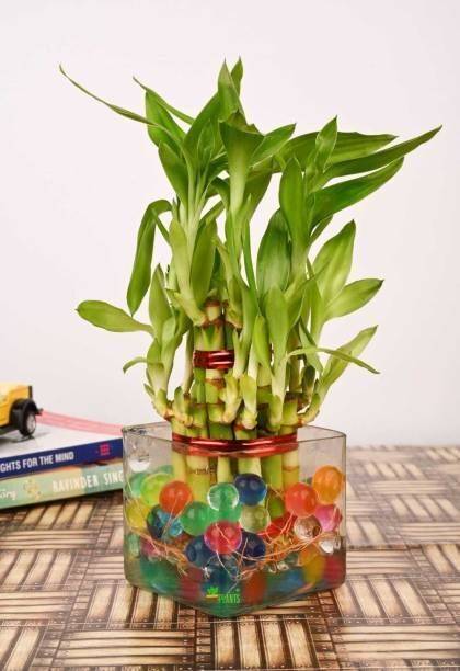 PetalPath Two Layer Bamboo Plant