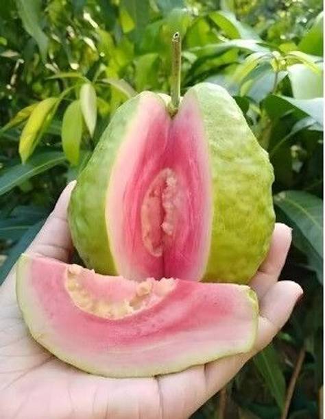 AgnesNursery Guava Plant
