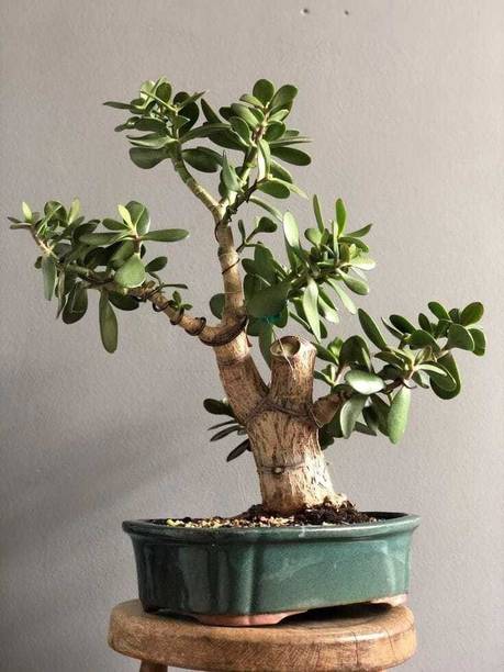 Adrita Jade Plant