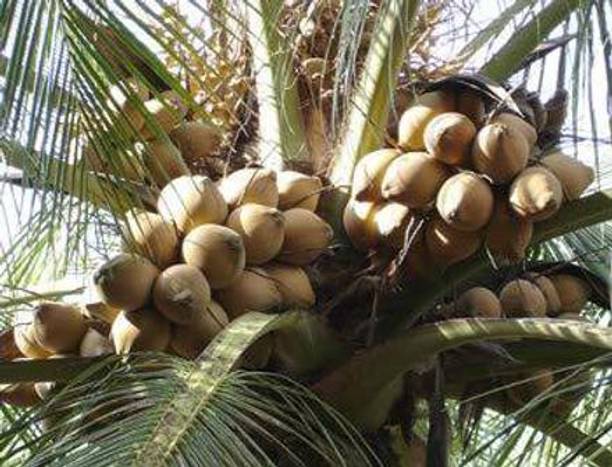the green dotcom Coconut Plant