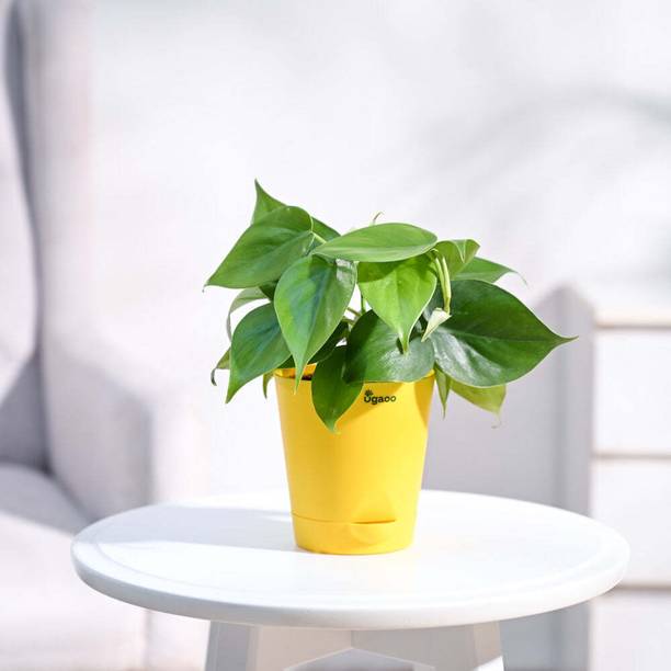 UGAOO Green Philodendron Oxycardium Plant