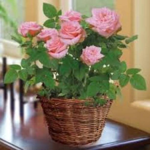 RasmoniGreen Rose Plant
