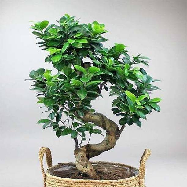 GREENCITY Ficus Bonsai