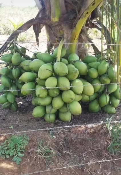 Bijaya Online Store Coconut Plant