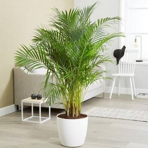 SHREYAGREEN China Palm Plant
