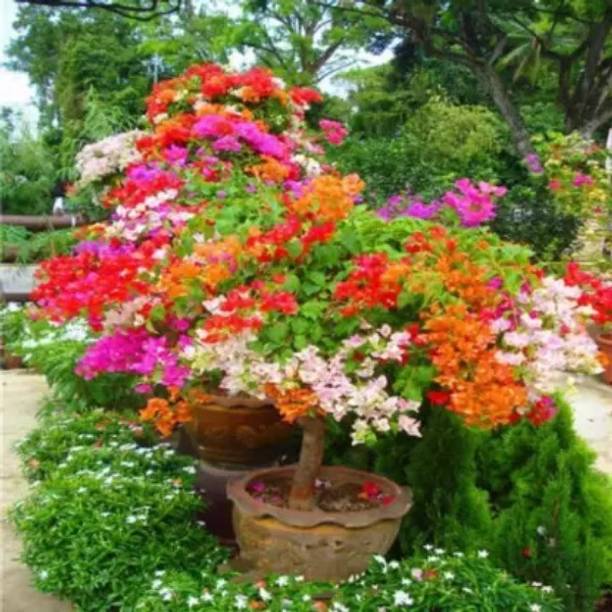 KS TRADERS Bougainvillea Plant