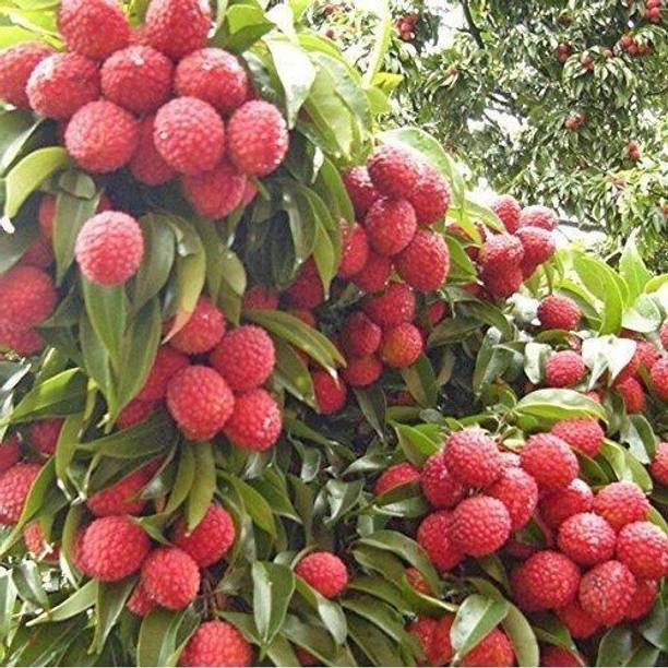 LaughEarth Litchi Plant