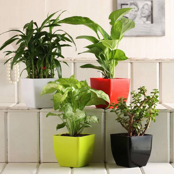 KrishnaNursery Money Plant