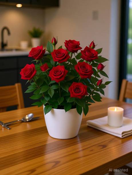 PetalPath Rose Plant