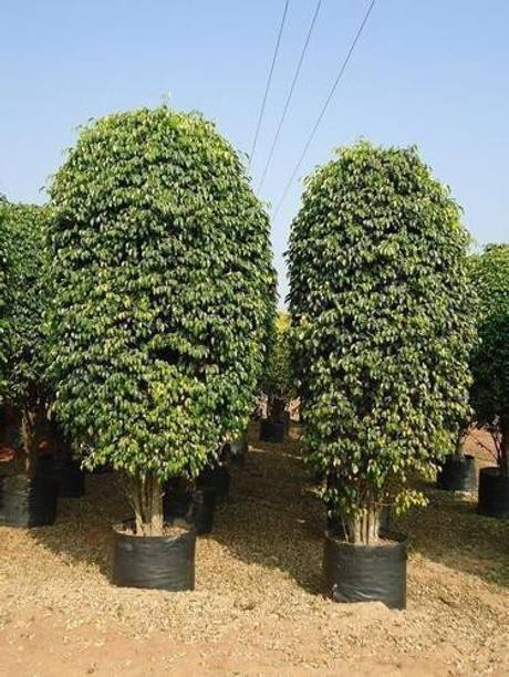 Cloud Farm Ficus Plant