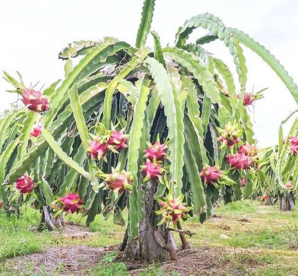 Oxygreenplant Dragon Tree