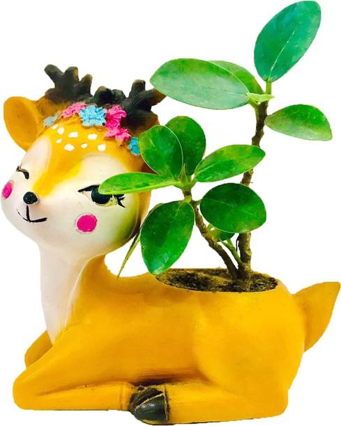 Aclipastal Ficus Compacta Plant