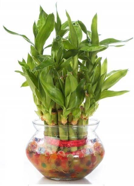 GreenyOn Two Layer Bamboo Plant