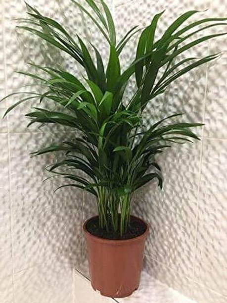 Rozaliya Areca Plam