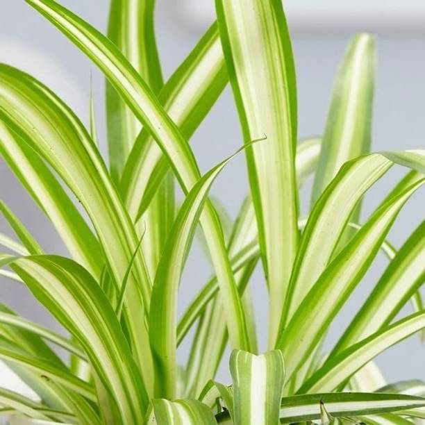 Adrita Spider Plant