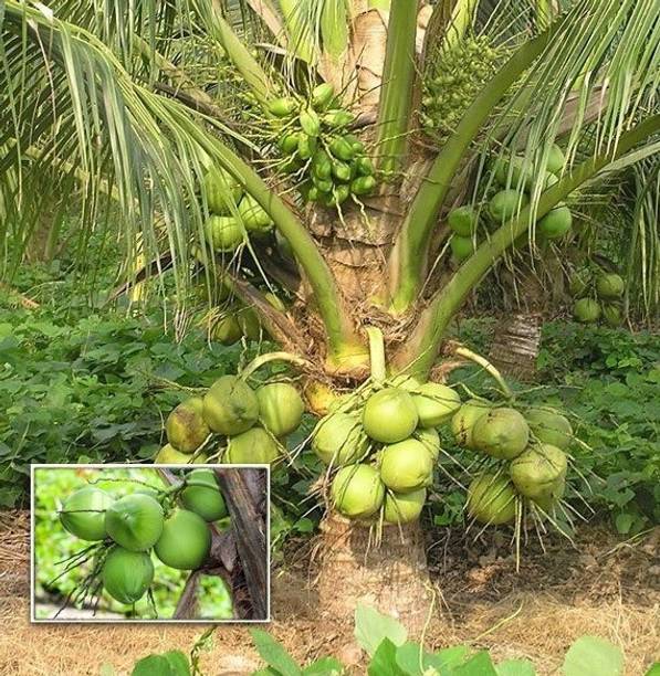 SBGARDEN Coconut Plant