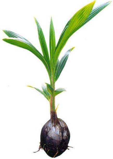 AloGardening Coconut Plant
