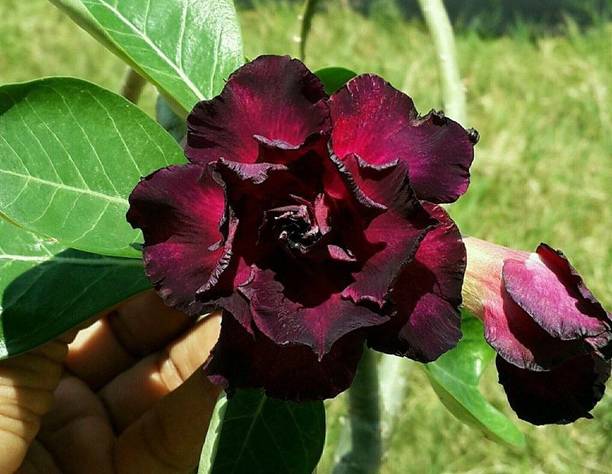 GREENCITY Adenium Plant