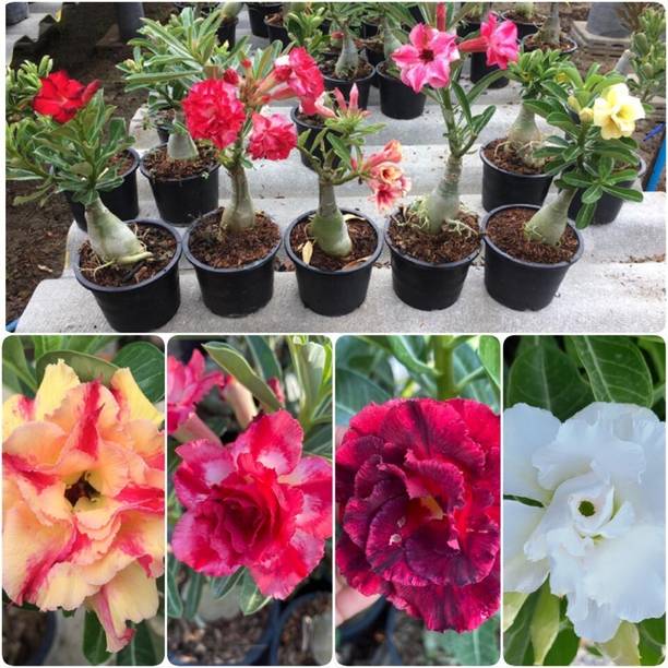 Cloud Farm Adenium Plant
