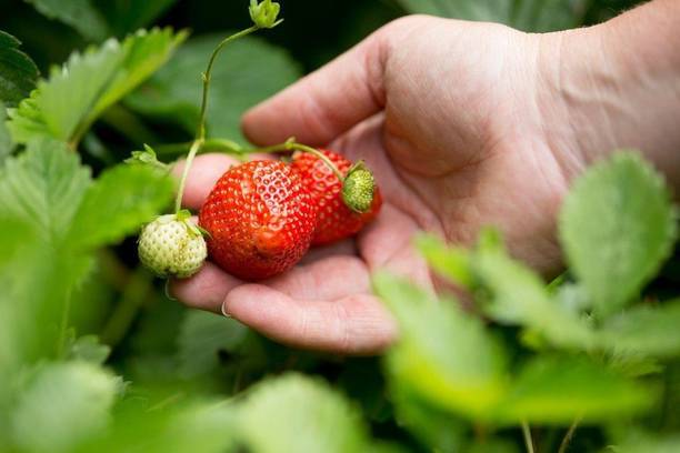 Barnaby Strawberry Plant