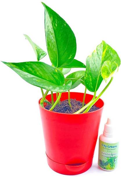 Aclipastal Money Plant