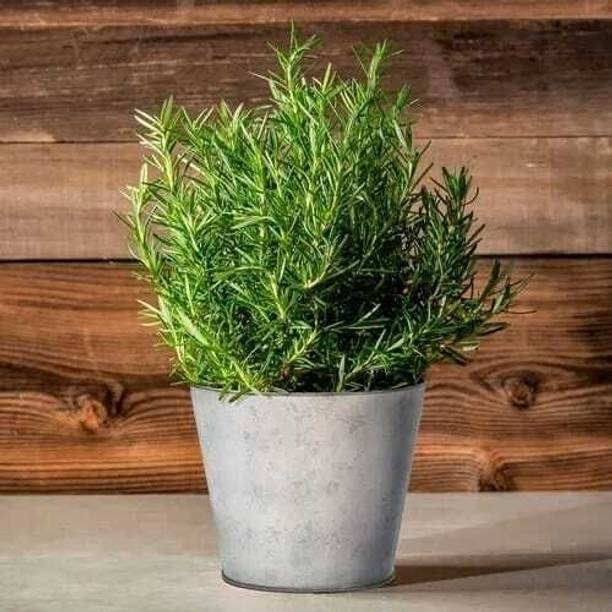 PetalPath Rosemary Plant
