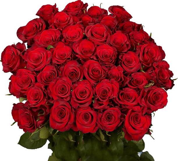 Aclipastal Rose Plant