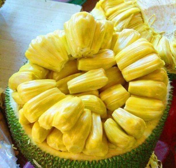 GREENCITY Jackfruit Plant