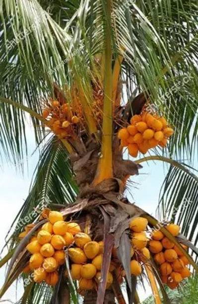 SBGARDEN Coconut Plant