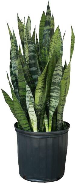 Aclipastal Snake Plant
