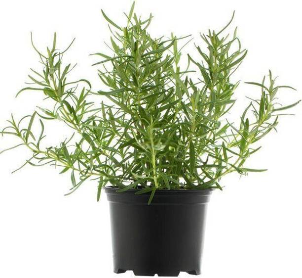PetalPath Rosemary Plant