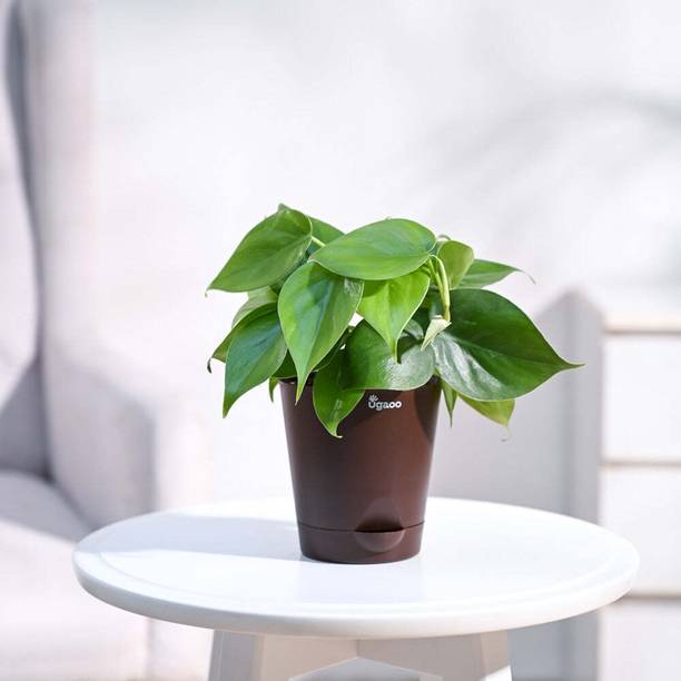 UGAOO Green Philodendron Oxycardium Plant