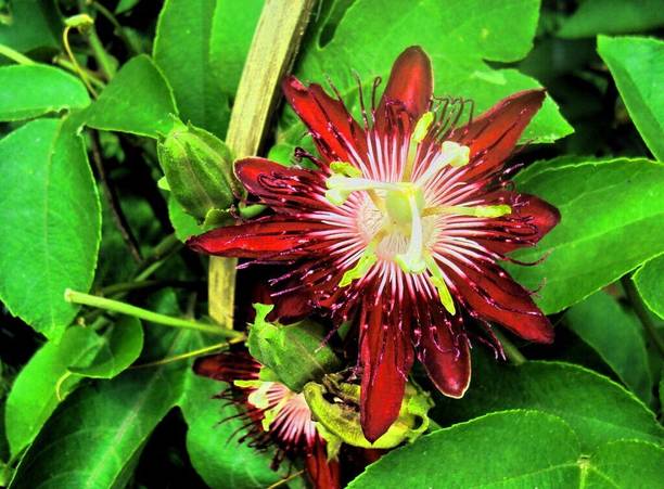 Earth Angels Passion Plant
