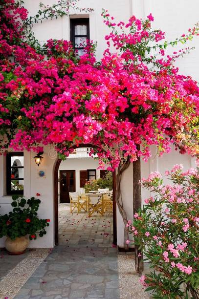 क्लाउड फार्म बोगनविलिया प्लांट पौधा