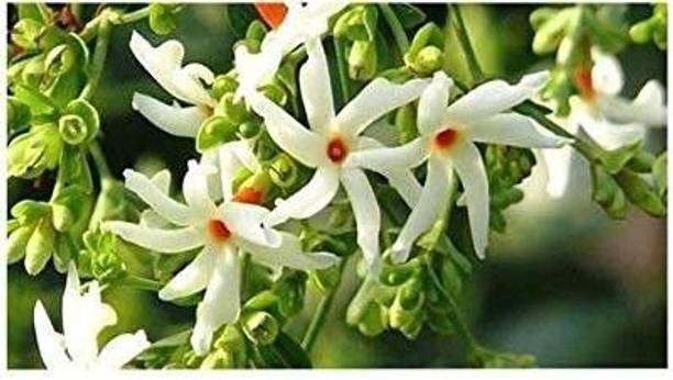 Aclipastal Parijat/Harsingar Plant