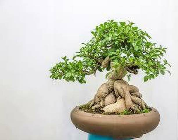 greenhousestore Ficus Plant