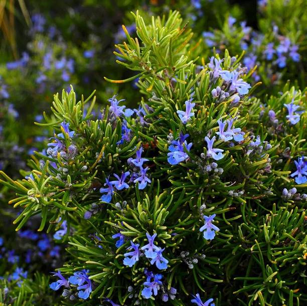 SKDIYA Rosemary Plant, Rose Plant