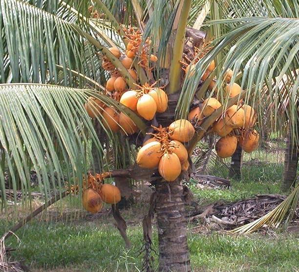 Khushi Prova Coconut Plant