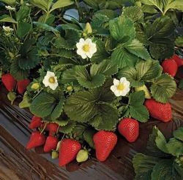 KUMUBON Strawberry Plant