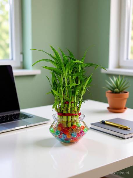 GreenyOn Two Layer Bamboo Plant