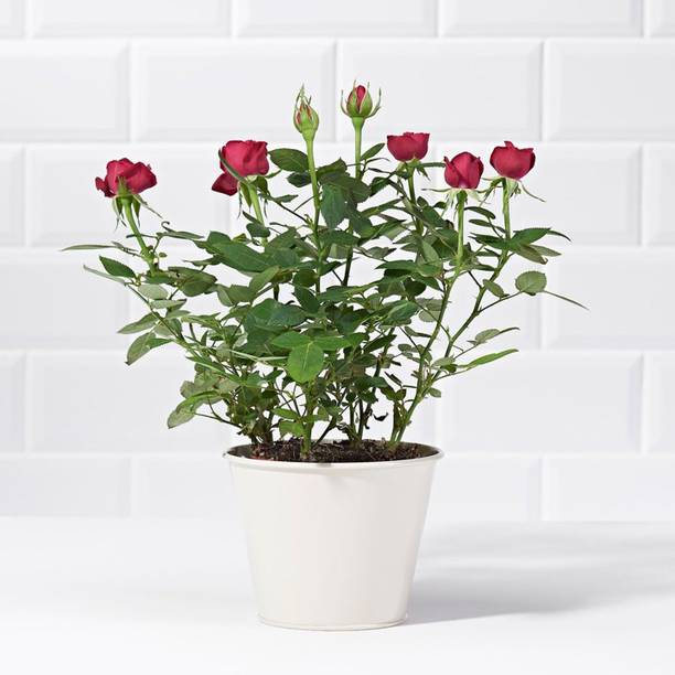 Wrenna Rose Plant