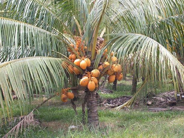 the green dotcom Coconut Plant