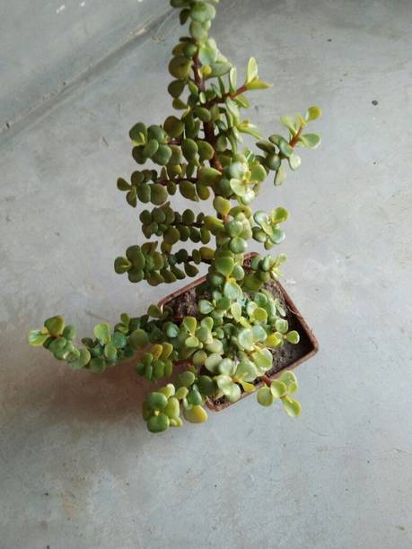 PetalPath Jade Plant