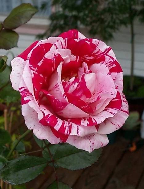 Aclipastal Rose Plant
