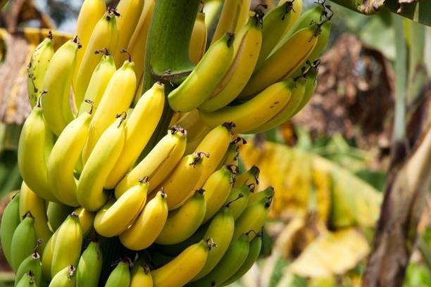 AGNES Banana Plant
