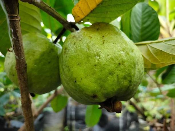 AgnesNursery Guava Plant
