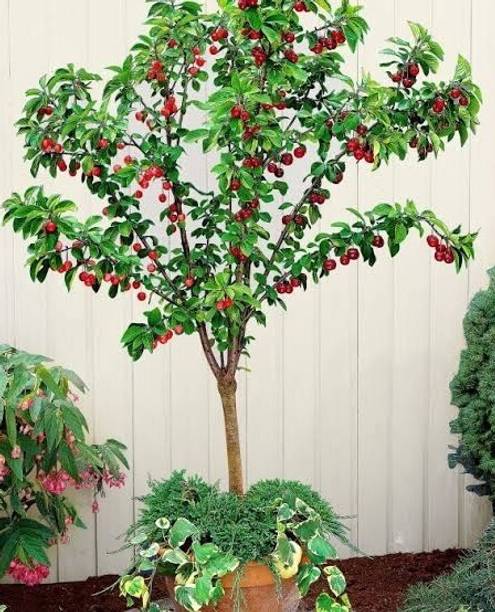 RudraECOM Cherry Fruit Plant
