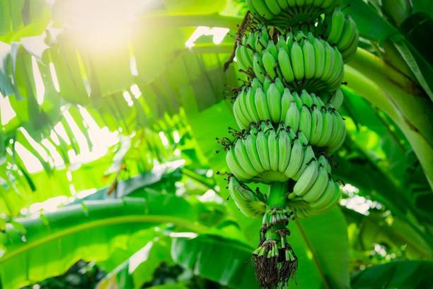 AGNES Banana Plant